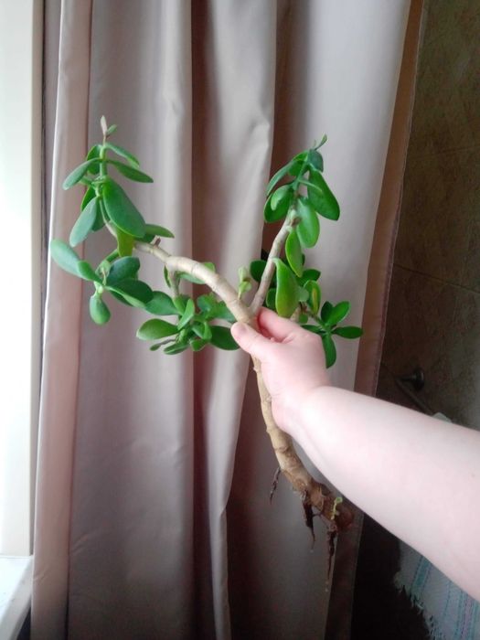 Денежное дерево, Толстянка, Крассула Запорожье