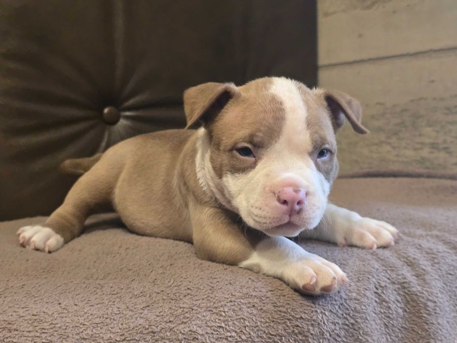 American Bully Pocket  ABKC wnuk Kimbo!