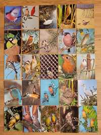 Pocztówki,  widokówki  - ptaki, ptaszki - zestaw 144 sztuki