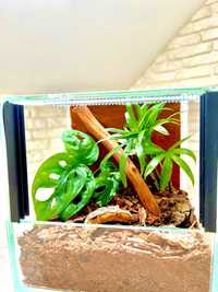 Terrarium 15x15x15+Żywe Rośliny+GRATIS