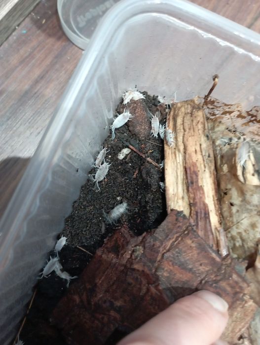 Prosionki porcellionides Red koi pruinosus