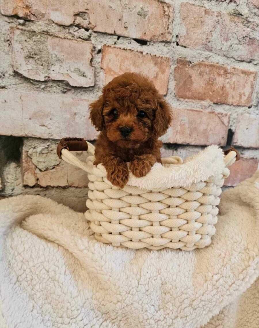 Caniche Red ㅤㅤㅤㅤ