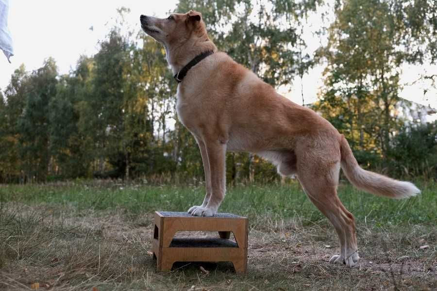 Podest dla psiego fitnessu 30cm x 30cm x 10cm