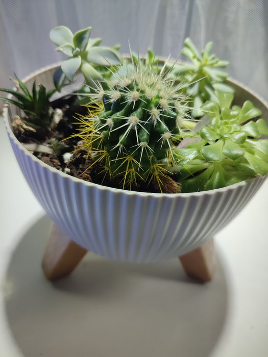 Кімнатні рослини:  Драцена, Філодендрон, епіпремнум, сукулен