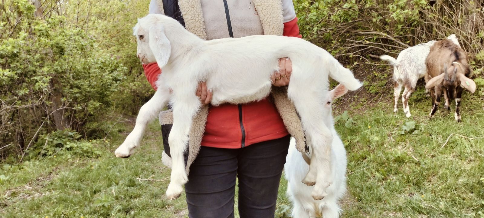 Продам цапа . Чутівка Оржицкій район , Полтавська область