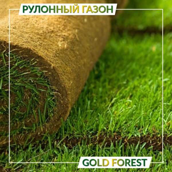 ТУЯ Брабант ТУЯ Смарагд