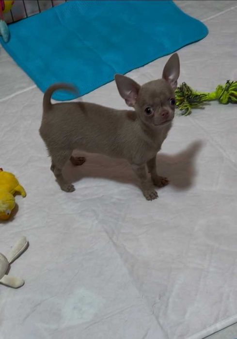 Лілова міні дівчинка!