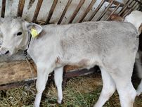 Jałóweczka mięsna