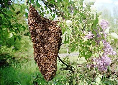Продам бджолинні рої