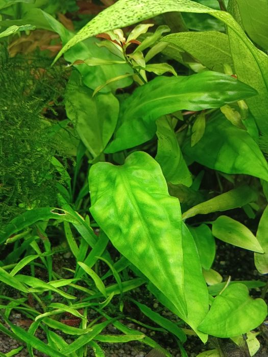 Kryptokoryna pontederiifolia, zwartka