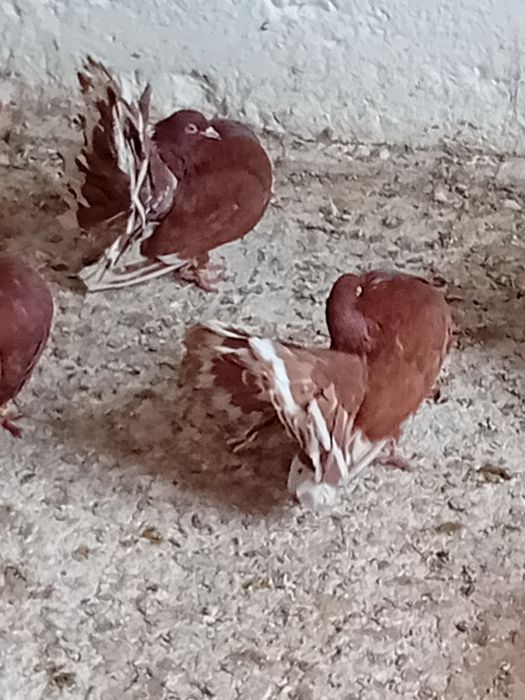 Pawiki na lęcie  likwidacja  tej rasy