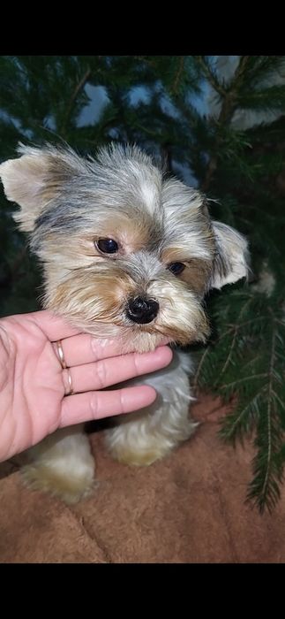 Бівер-йорк. Дівчинка. Міні.