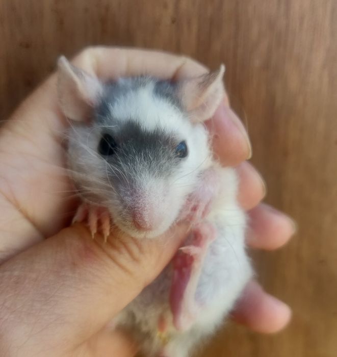 Крысята Дамбо и стандарт