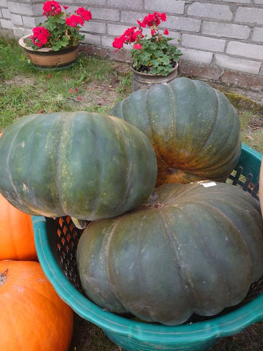 DYNIE pomarańczowe Halloween i inne