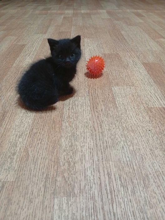 Котики у добрі руки