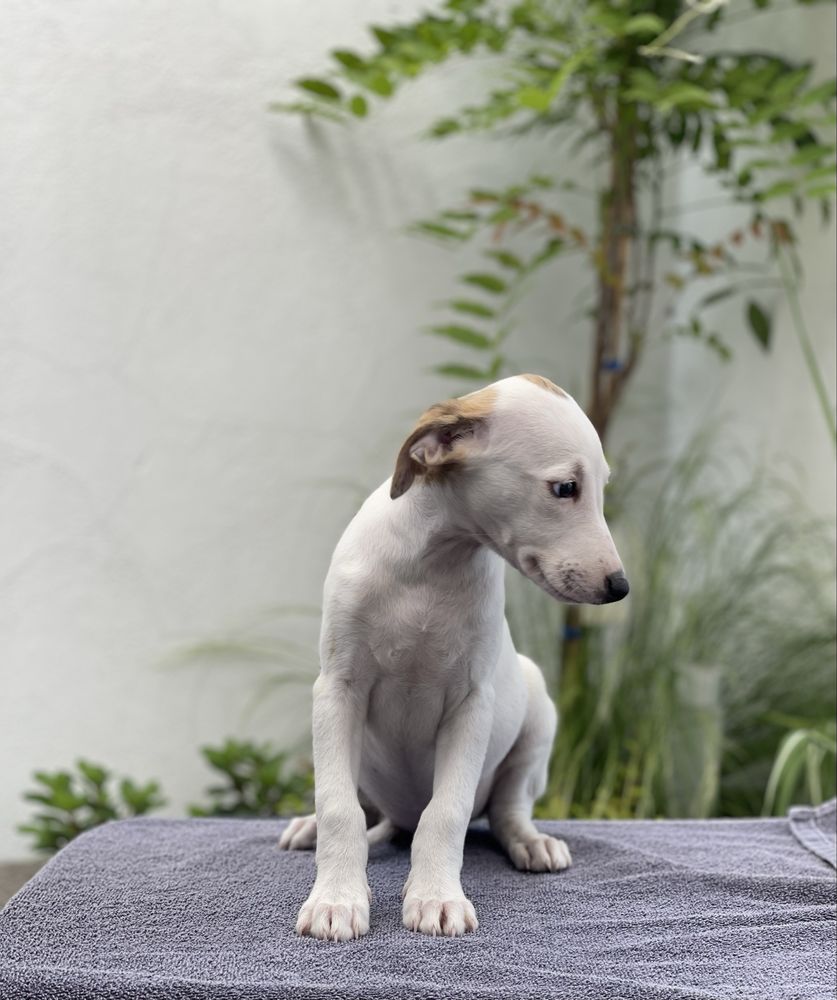Whippet suczka gotowa do odbioru Revirado FCI ZKwP