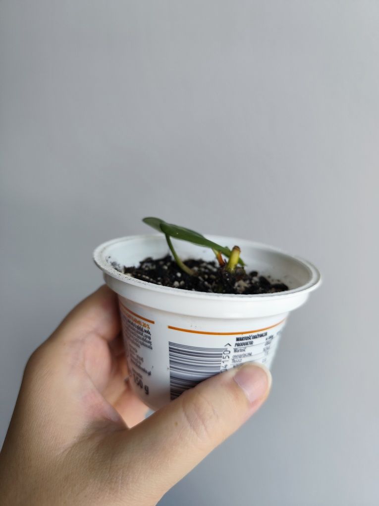 Filodendron brasil - roślina doniczkowa