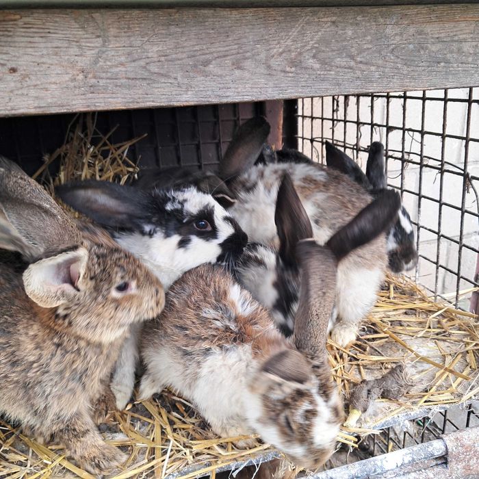 Króliki                             .