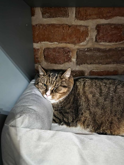 Drakuś – cudowny, 4-letni kocur szuka kochającego domu!