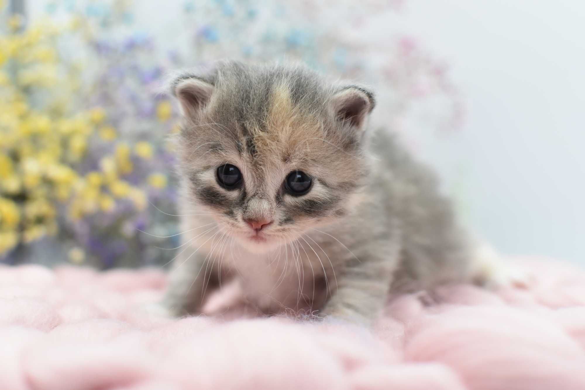 Kurylski Bobtail- Kocięta Rodowód FIFE/FPL- Hodowla Dynastia Kuryla*PL