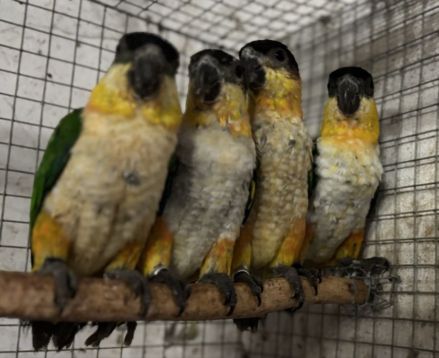 Pionites Melanocephalus ( Marianinhas cabeça preta )