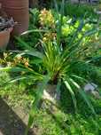 Orquídeas de Exterior