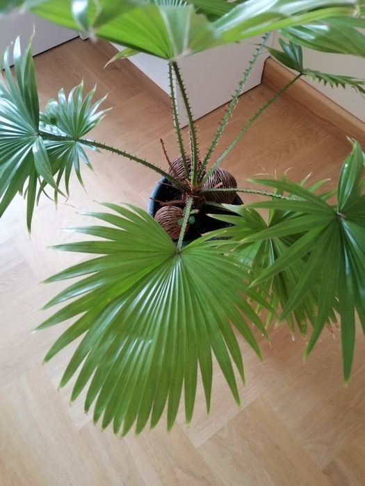 Palma roślina doniczkowa 4 lata