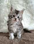 Maine Coon,  kotka, rodowód FPL