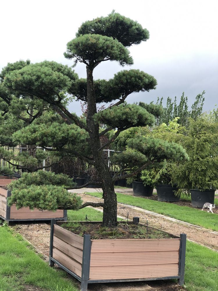 Bonsai drzewa formowane duże sosna jałowiec cis BONSAI PARK