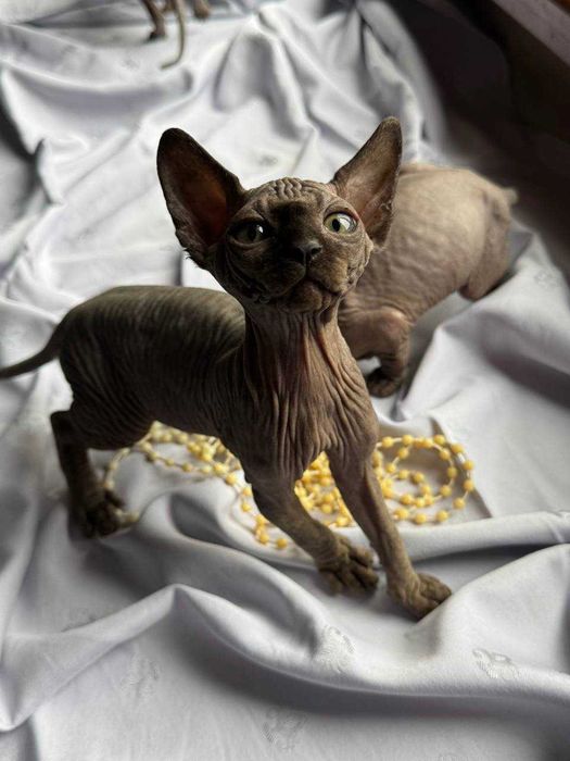 Сфінкси,які вміють приносити Щастя