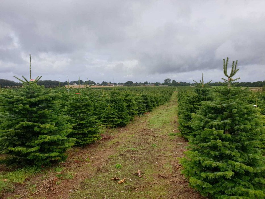 Jodła Kaukaska Cięta 230-280 cm lub w donicy 100-180 cm/ TuChoinki.pl