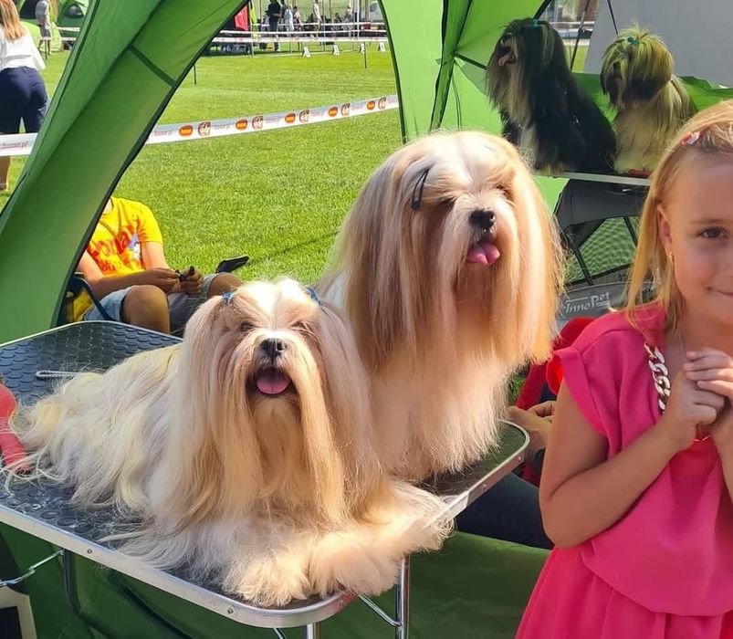 Suczka  lhasa apso