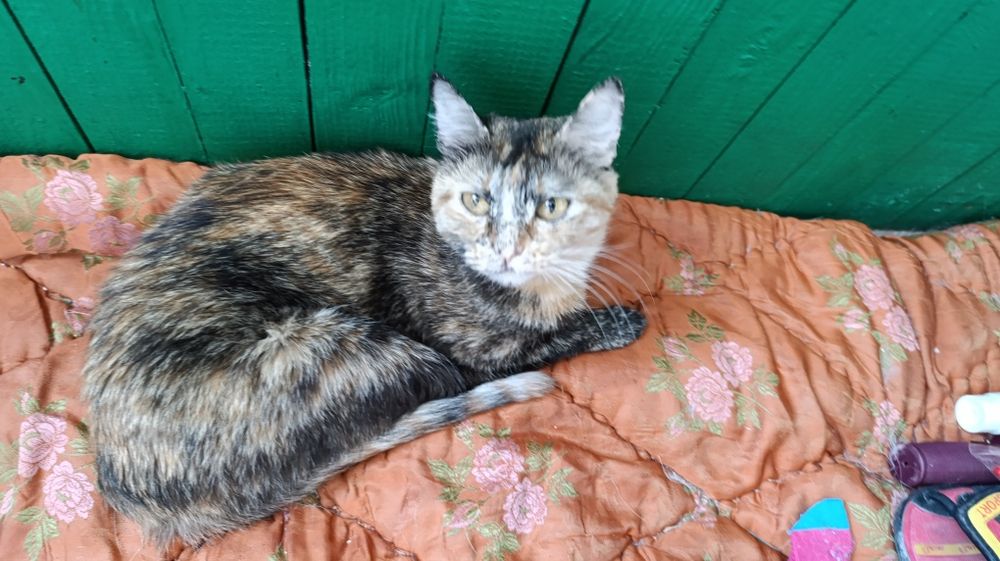 Потерялась кошка