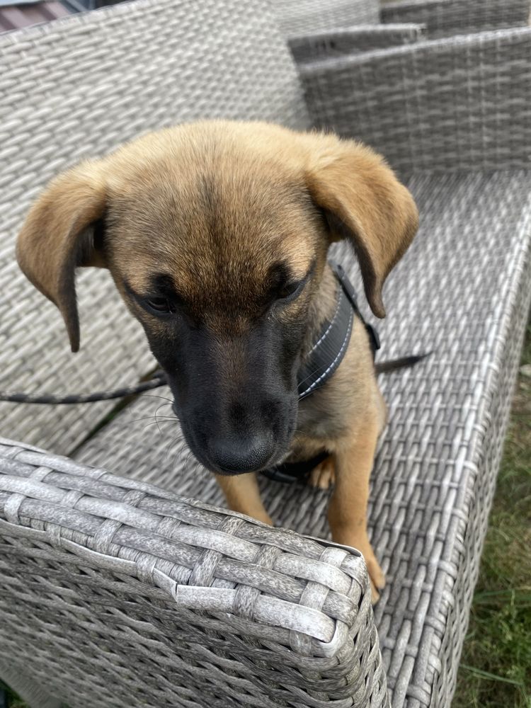Szczeniak do adopcji za darmo