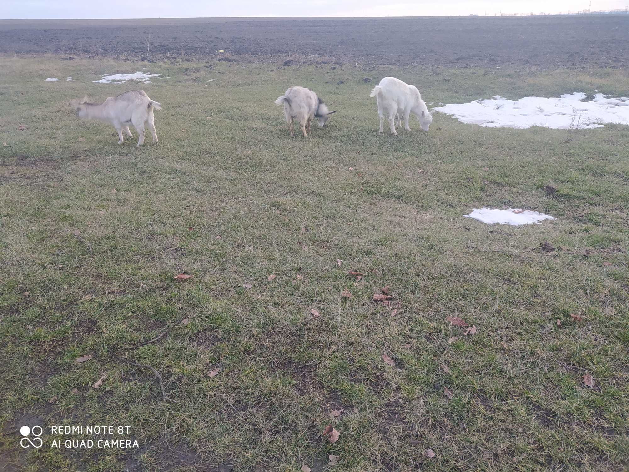 Коза цап продам .Дві  молоді кози, коза  дійна  з 4 м окотом