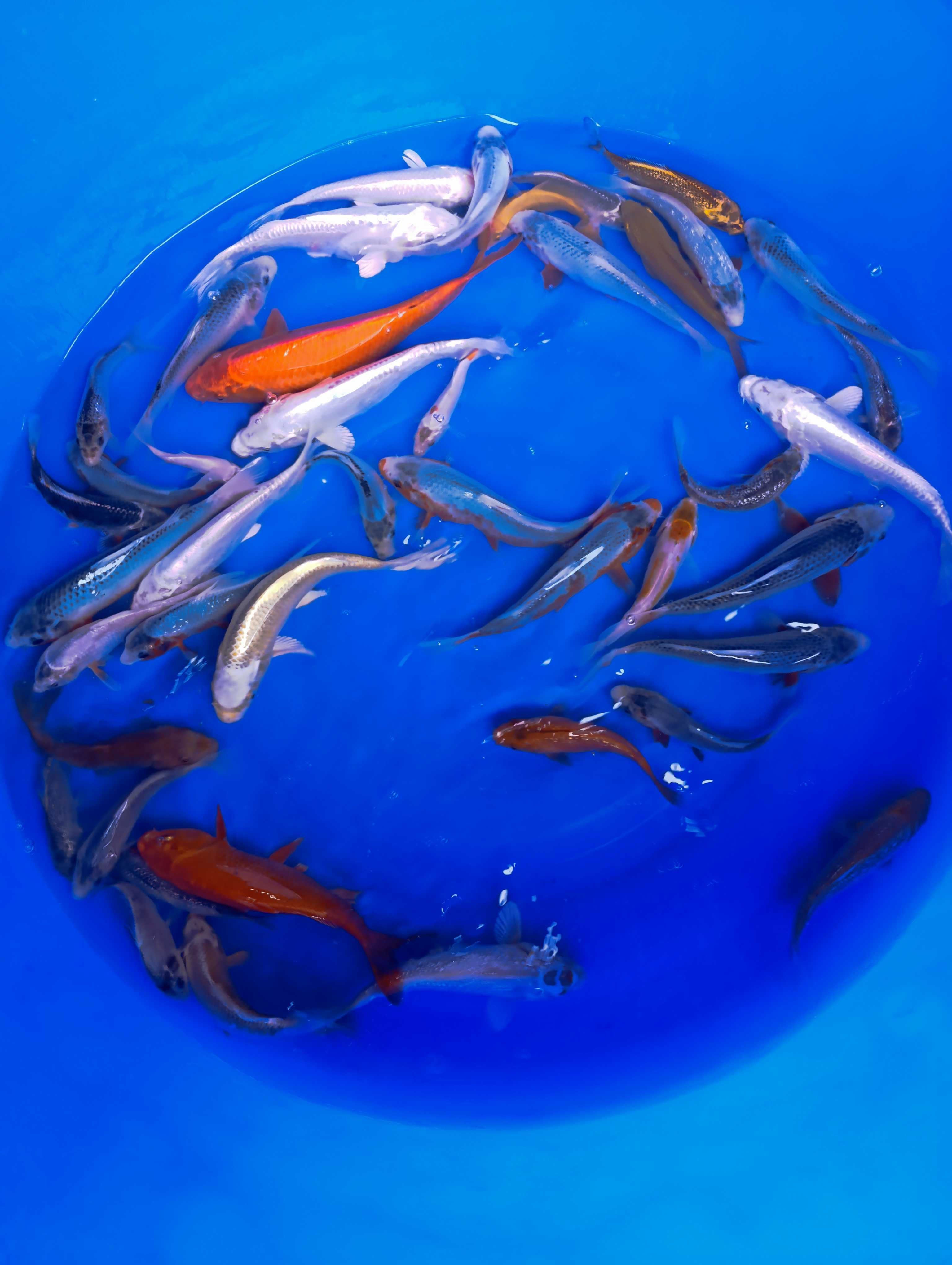 Karp koi oczka wodne