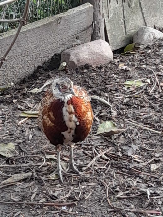 Bażanty łowne młode