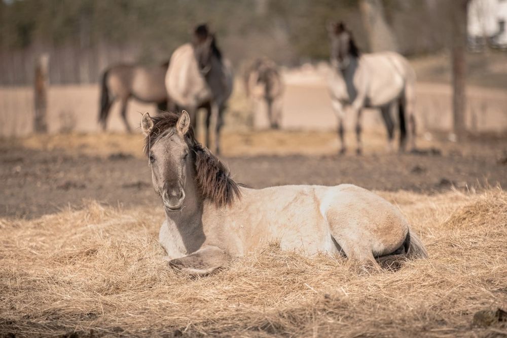 Stado Koników Polskich