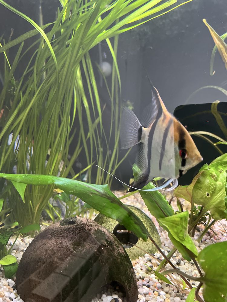 Skakary manacapuru