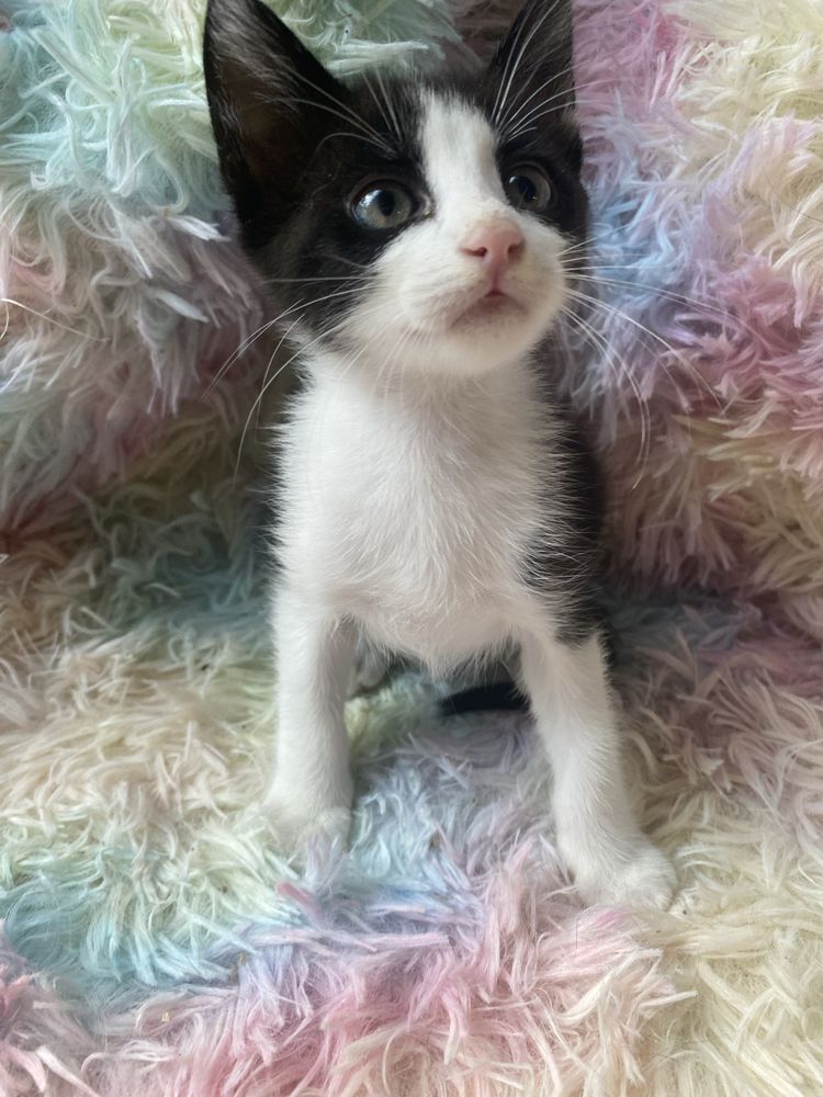 Gatinhas para adoção (2 meses)