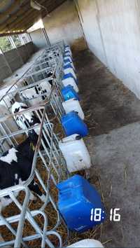 Byczki cielaki cielęta 2-5 tygodni na mleko 7 sztuk