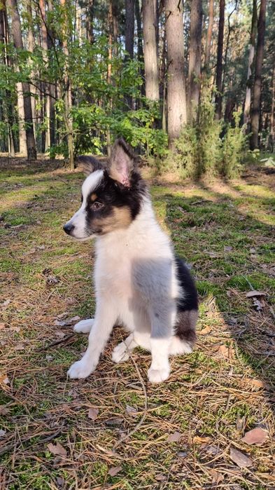Border Collie suczka czarno biała tricolor