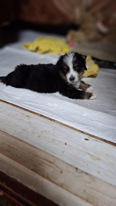 Бернский Зеннехундер.Девочка.