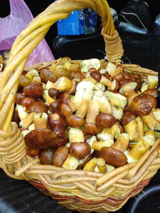 Гриби польські , глива