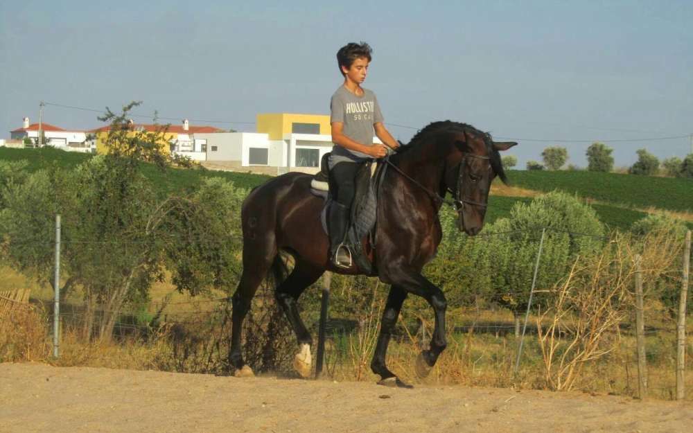 Desbaste de poldros e ensino de cavalos.