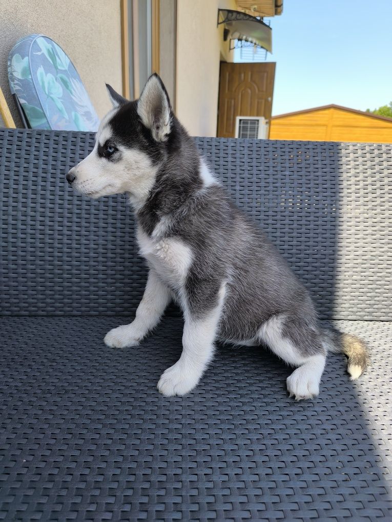 Suczka syberyjski husky