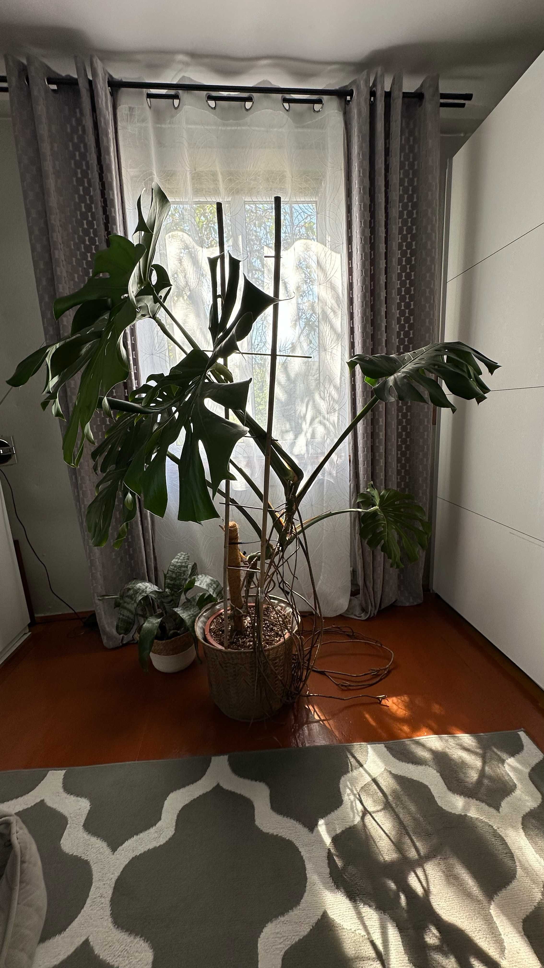Monstera, piękna duży kwiat