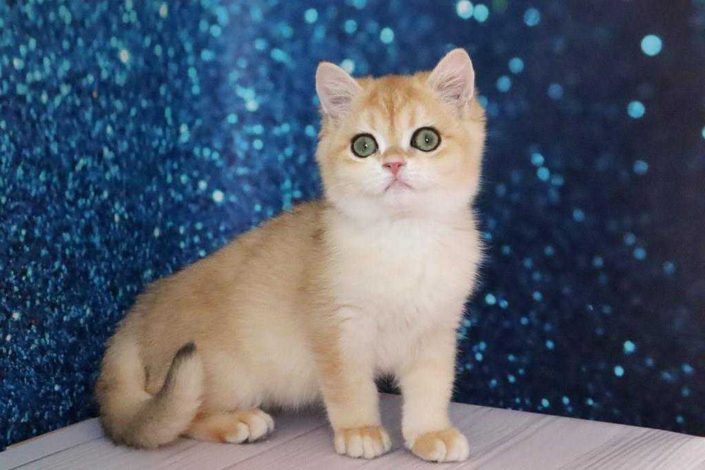 Плюшевый британский мальчишка-золотая шиншила