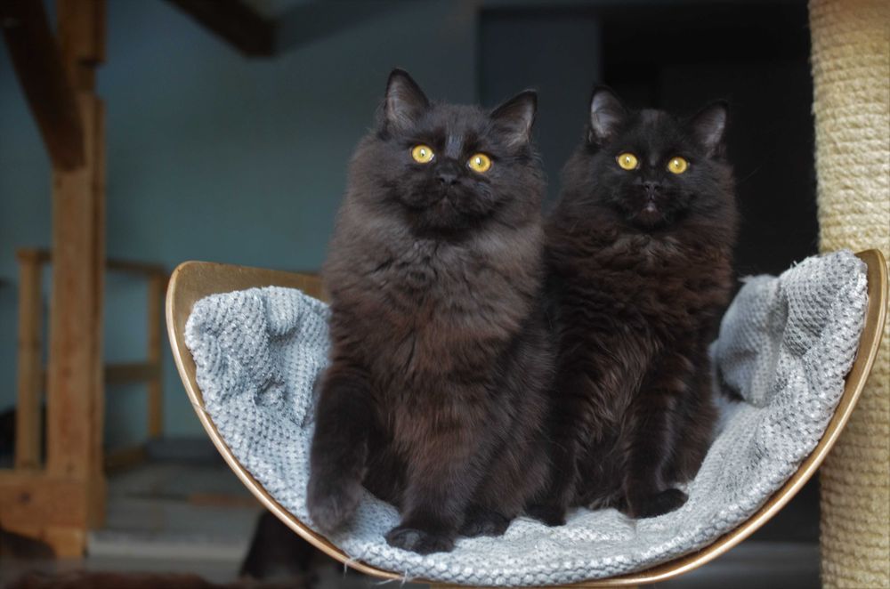 Onyks przepiękny black solid z DeepBlue