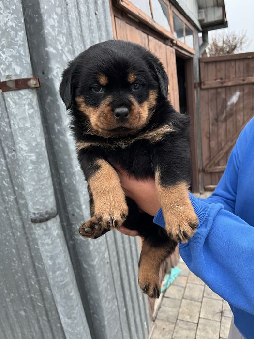 Szczeniak suczka rasy Rottweiler